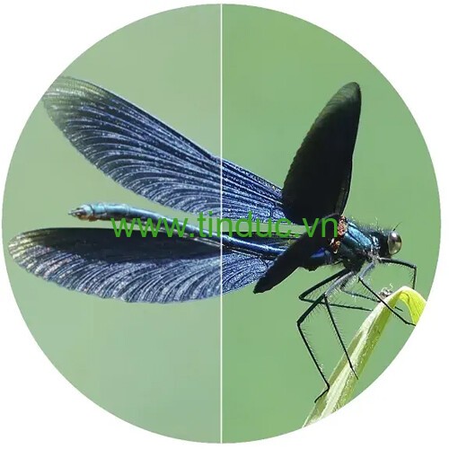 Ống nhòm cao cấp Swarovski EL 8.5x42 W B (Xanh lá cây) - Made in Austria
